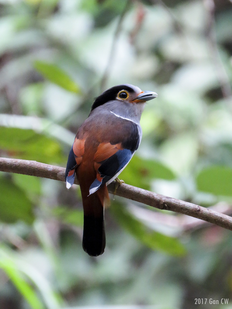 Silver-breasted Broadbill (Serilophus lunatus) photo