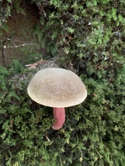 Xerocomellus mendocinensis