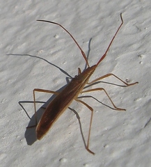 Protenor belfragei