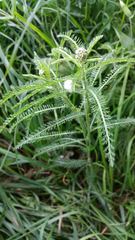 Achillea millefolium