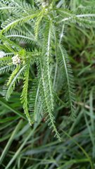 Achillea millefolium