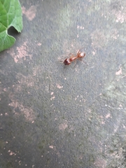 Camponotus