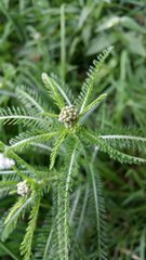 Achillea millefolium