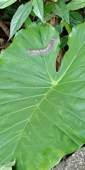Lebeda nobilis