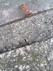 Camponotus