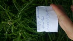 Achillea millefolium