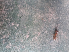 Camponotus