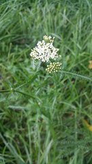 Achillea millefolium