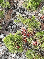 Juniperus phoenicea