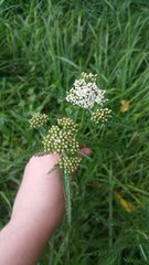 Achillea millefolium