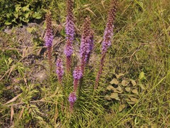 Liatris pycnostachya pycnostachya