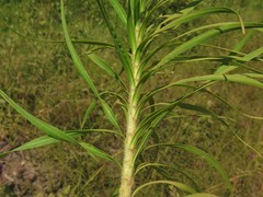 Liatris pycnostachya pycnostachya