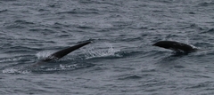 Lissodelphis borealis
