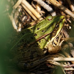Pelophylax