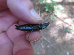 Melanactes