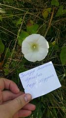 Calystegia sepium