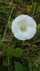 Calystegia sepium