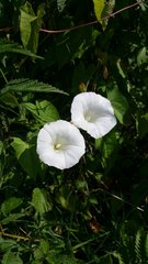 Calystegia sepium