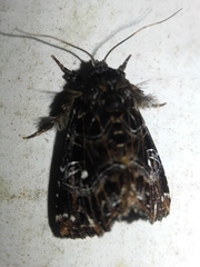 Callopistria rivularis