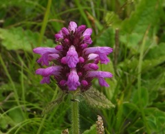 Betonica hirsuta