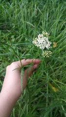 Achillea millefolium