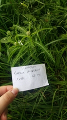 Achillea millefolium