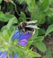Bombus lapidarius