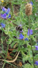 Bombus lapidarius
