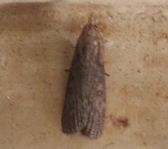 Lepidoptera