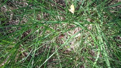 Coenonympha oedippus