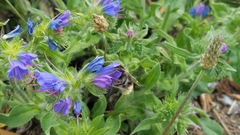 Bombus lapidarius