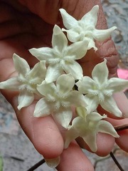 Hoya versteegii
