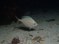 Parequula melbournensis