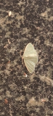 Lepidoptera