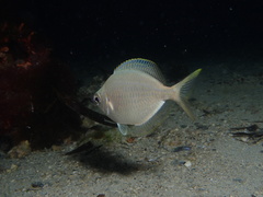 Parequula melbournensis