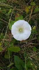 Calystegia sepium