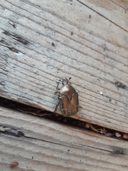 Protaetia cuprea