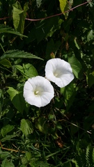 Calystegia sepium