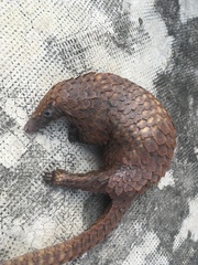 Phataginus tricuspis