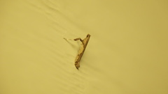 Caloptilia bimaculatella