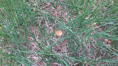 Coenonympha oedippus