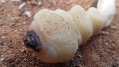 Buprestinae