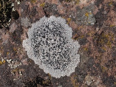 Porpidia crustulata image