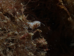 Cratena lineata