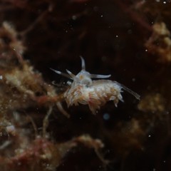 Cratena lineata