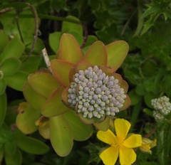Hylotelephium anacampseros