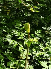 Angiospermae