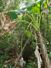 Musa × paradisiaca