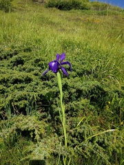 Iris latifolia