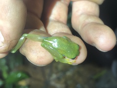 Rulyrana flavopunctata